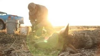 Coyote Trapping  Colder Weather Part 2  The Management Advantage [upl. by Tybie]