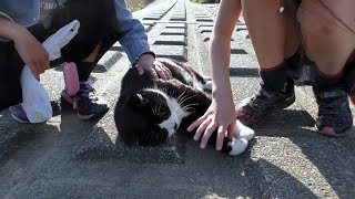 【地域猫】些細なことで動じない包容力でチビ城主にモテ期がやって来た。【魚くれくれ野良猫製作委員会】 [upl. by Huskey]