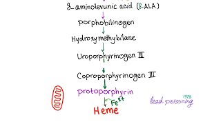 Heme Synthesis Pathway — Biochemistry and Hematology [upl. by Phillis]