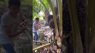 Harvest palm oil using a very sharp knife [upl. by Vina]