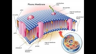 Microbiology of Plasma Membrane [upl. by Picco]