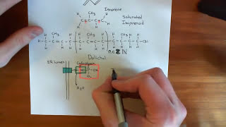 NLinked Glycosylation Part 2 [upl. by Gherardo]