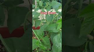 Long beans harvest on roof  Yard long beans harvesting longbeans harvesting [upl. by Easlehc]