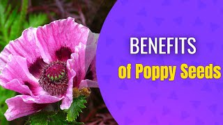 12 Amazing Benefits of Poppy Seeds [upl. by Sirhc844]