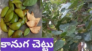 కానుగ చెట్టు ఆయుర్వేదాలు Kanuga Tree Ayurvedaalu Kanugaku Benefits Millettia Pinnata Uses [upl. by Anavlis]