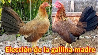 Importancia de la gallina madre [upl. by Eillime]