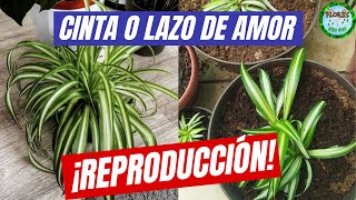 Como REPRODUCIR la planta CINTA o LAZO DE AMOR de diferentes formas de una manera FACIL y SENCILLA [upl. by Trudy195]