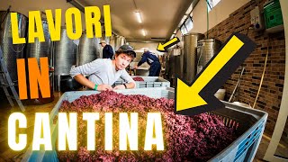 Vendemmia 2020  Lavorazioni in Cantina  Pressa Enologica  Vinificazione  Filips Country [upl. by Solegnave461]