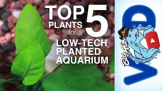 Top 5 Plants for a LowTech Planted Aquarium  BigAlsPetscom [upl. by Nivlen]