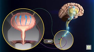 Micturition Reflex  animation [upl. by Orten797]