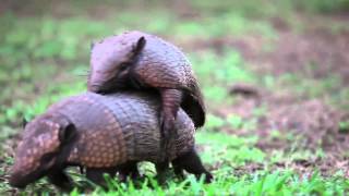 Armadillos mating  Projeto Onçafari [upl. by Pelletier507]