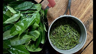 MAKING TEA IN CANADA  INSPIRED BY MUSASHIS MIMASAKA BANCHA [upl. by Shelley]