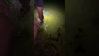 fishing fishinglife catfishing nightfishing outdoors shorts [upl. by Fleurette]