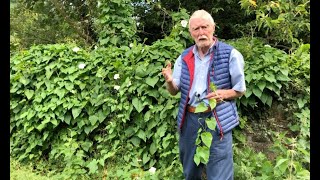 Hedge Bindweed with John Feehan in August Wildflowers of Offaly series [upl. by Wetzell521]