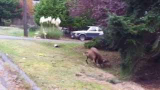 Two big mule deer bucks have a fight [upl. by Aryn]