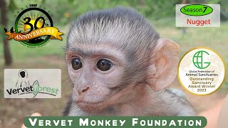 Orphan Baby Monkey Nugget arrives Foster mom program back on schedule [upl. by Marozik]