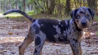 Catahoula Leopard Dog [upl. by Guinevere]