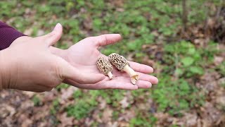 Spring Edibles with Indiana Master Naturalist Morel Mushrooms Dryads Saddle Violets amp MORE [upl. by Nilok]