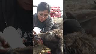 Gadhimai Festival in Nepals animalsacrificing event is undergoing change thanks to Sneha rescue [upl. by Damek998]