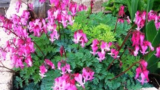 Best Garden Perennials Dicentra Candy Hearts Bleeding Heart [upl. by Ecertal671]