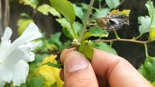 Amazing Spider world little tiny icy whitish spider living on white china rose plant [upl. by Eecram]