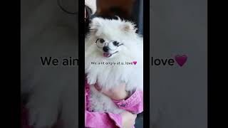 RIP Nimbus🥺🤍🕊️ fypシ゚viral nimbus likeandsubscribe viralvideo rip dog [upl. by Ellives779]