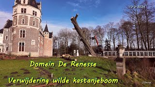 Domein De Renesse  verwijdering wilde kastanjeboom [upl. by Nnylhsa]