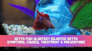 Betta Fish Bloated Bloated Betta Symptoms Causes Treatment amp Prevention [upl. by Rumney355]