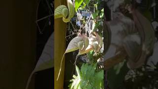 Aristolochia grandiflora or Pelican flowercreeper [upl. by Wind]