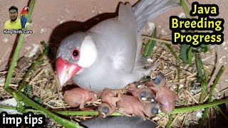 Java Sparrow breeding progress and important issues discuss  Java finch  Java bird  Birds [upl. by Cavan104]