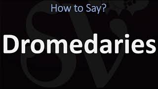 How to Pronounce Dromedaries CORRECTLY [upl. by Trepur]