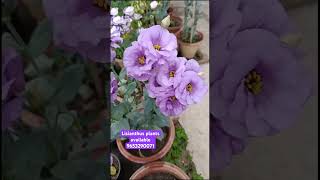 Lisianthus plants available 9653290071 [upl. by Nauqyt890]