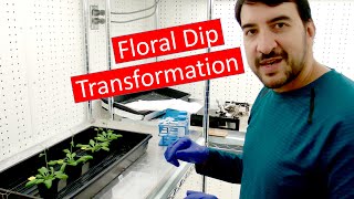 Transforming Arabidopsis by Agrobacterium floral dip [upl. by Adnawed]