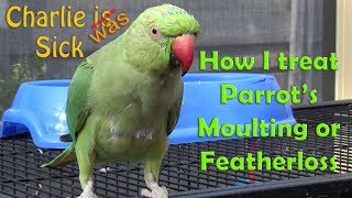 Why Parrots Moult or loose feather and how to Fix Parrot Moulting [upl. by Yorel]