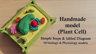 Simple Rectangular shape Plant Cell Model  DIY Project [upl. by Merrill460]