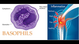 L220 Introduction to Basophils Origin development morphology and granules contents animation [upl. by Nilrac]