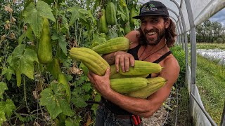 How to Grow Loofah Sponges [upl. by Herzog]