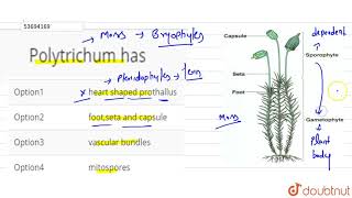 Polytrichum has [upl. by Pressey]