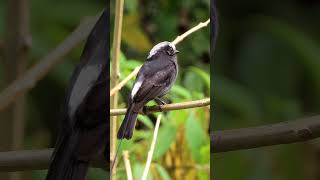 ViuvinhaColonia colonusbirds aves da mata atlântica aves de Lídice Shorts [upl. by Hanid]