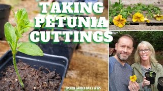 🌺 🧪 Taking Petunia Cuttings  SGD 195 🌺 🧪 [upl. by Otrebliw]