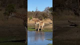 A Giraffe’s Drinking Dance [upl. by Arnie]