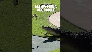 Crocodile Feeding A Unique Encounter with Nature 🐊 [upl. by Stearns969]