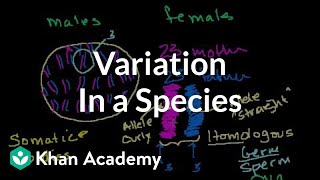 Variation in a Species [upl. by Rebm]