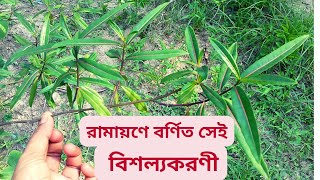 বিশল্যকরণী গাছ। tantrik bisalyakarani Barlerialupulina bishalya karani medicinal plant [upl. by Gasser]