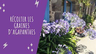 Récolter les graines dagapanthes pour les multiplier [upl. by Olen34]