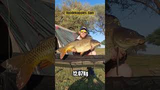 MONSTER Carp SARoodekoppiesdamfishingfanatics gonefishing fishing carpfishing [upl. by Mccurdy]