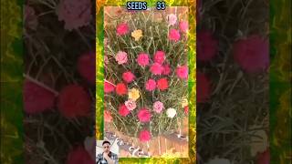 Plastic Bottle garden ideas plantsflowers  প্লাস্টিকের বোতল বাগান ধারনা plantsflowers gardening [upl. by Enowtna767]