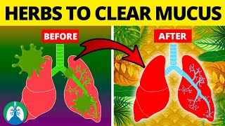 5 Herbs for Lung Health Clearing Mucus COPD and Killing Viruses [upl. by Peppard61]