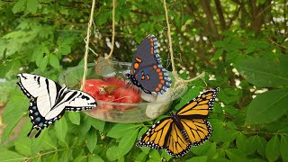 Butterfly Puddler Feeder Activity [upl. by Natlus]