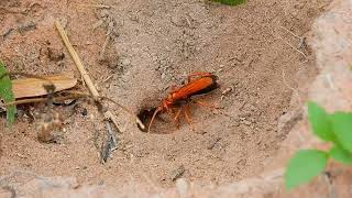 Red Bumble Bee Do Nest In Ground So Experience [upl. by Jegar]